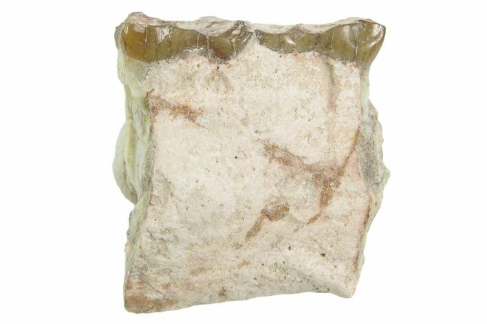 Fossil Horse (Mesohippus) Jaw Section - South Dakota #365189